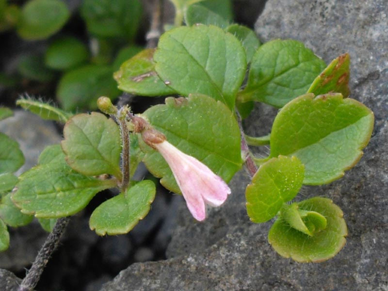 Linnaea borealis ssp americana en fleurs dans les éboulis frais des montagnes de l'ouest des États-Unis